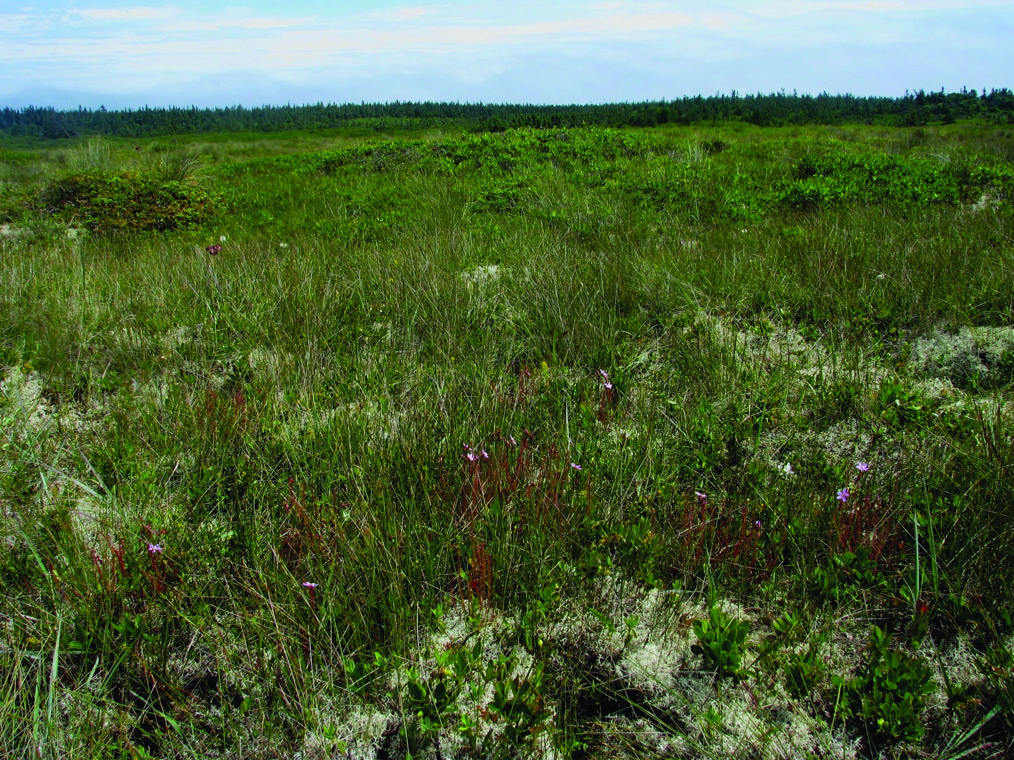 Wetlands | Landowner Stewardship Guide
